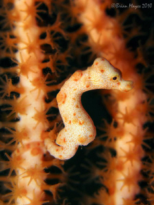 Pygmy Seahorse (Hippocampus denise) at Batu Kecil, Misool by Brian Mayes 